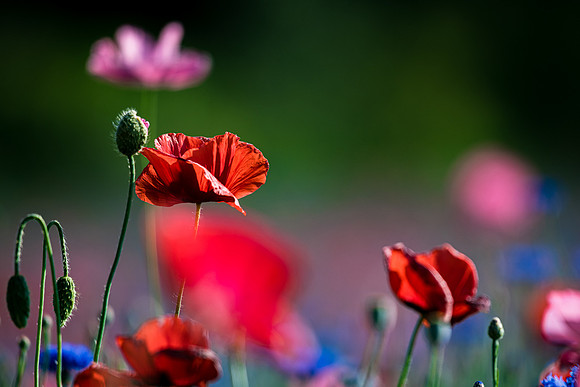Fields Flowering