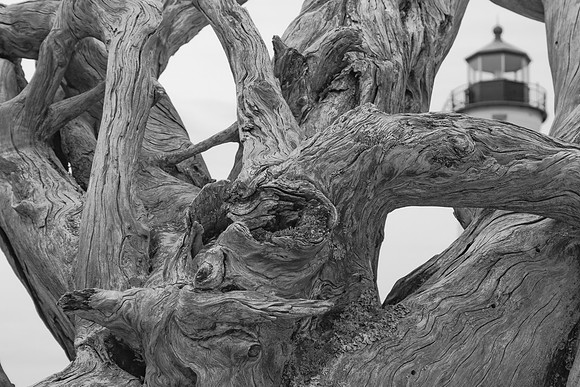 Tree Monster of Crisp Point