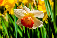 Spring Bells
