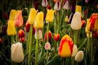 Tulips Bloomy