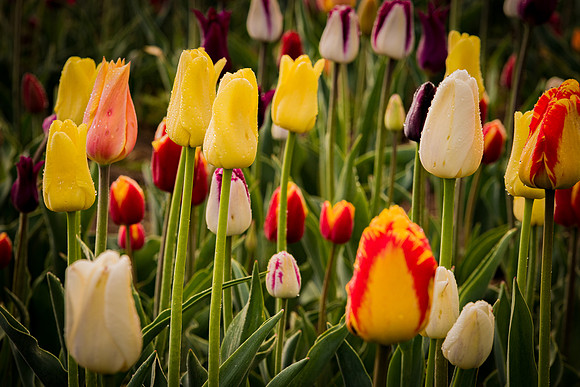 Tulips Bloomy
