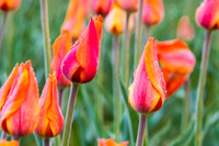 Blooms Aglow