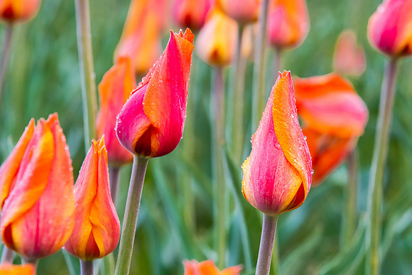 Blooms Aglow