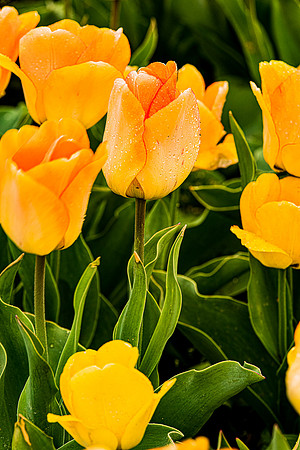 Yellow Tulips