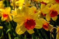 Daffodils Bowing