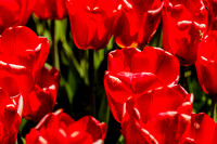 Red Bells