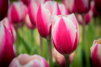 Waving Tulip Field