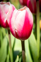 Spring Bulbs