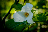 Trillium Aplume