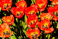 Fire Tulips