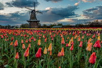 Tulip Fields Abloom
