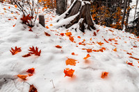 Red Trails