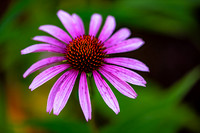 Purple Sunburst