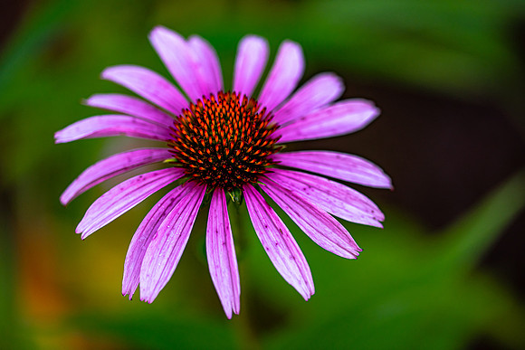 Purple Sunburst