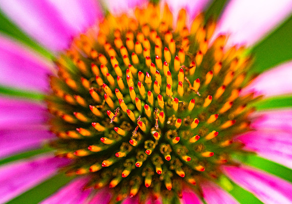 DSC_6778