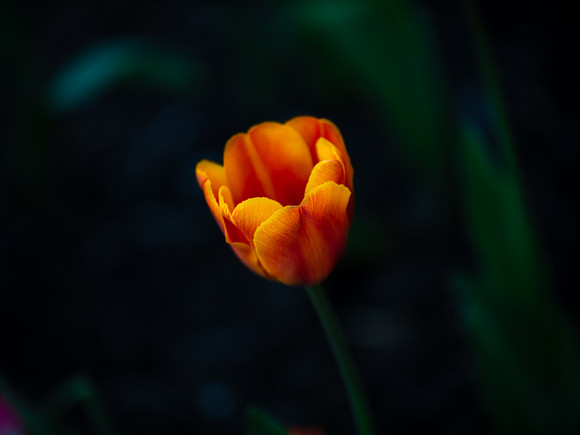 DSC_9661